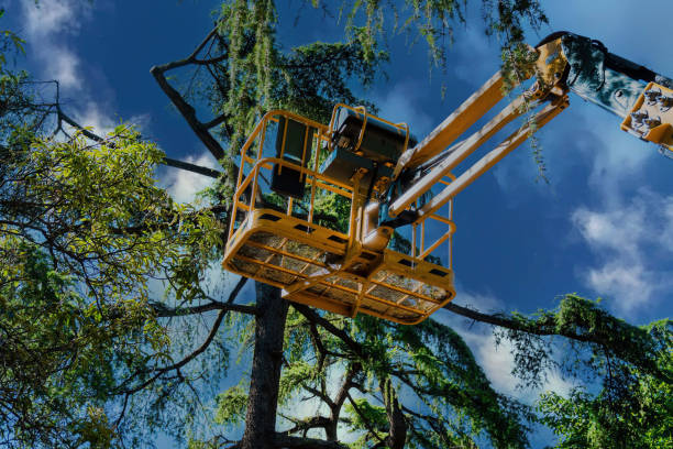 Large Tree Removal